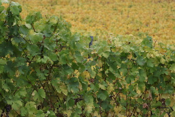 Herbst in den Weinbergen