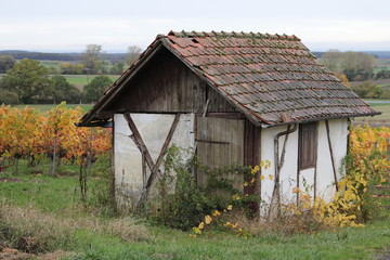 Herbst in den Weinbergen