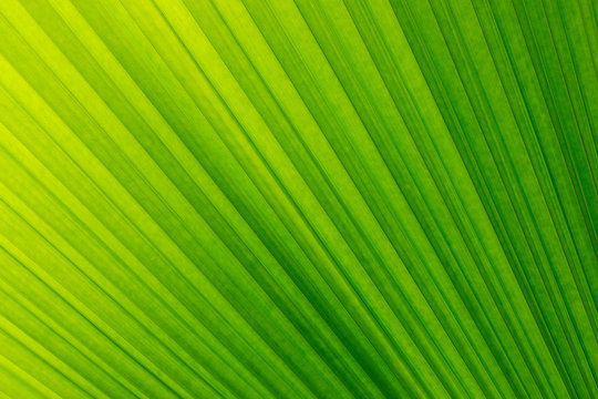 Soft focus  of lines abstract image of Green leaf of palm tree.The folds of a palm leaf creates a beautiful pattern.