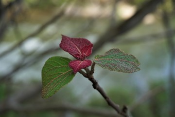 クリスマスカラーの葉