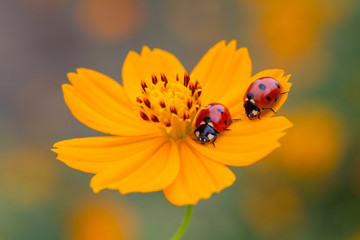 ladybug on flower