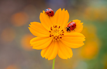 Ladybug and flower on a yellow background