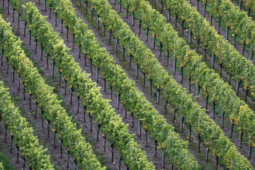 Herbst in den Weinbergen