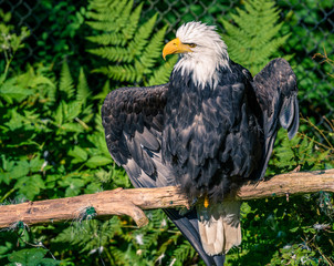Close up of American Bald Eagle drying wings