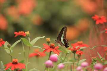 アオスジアゲハ