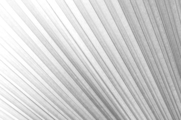 Abstract geometric white and gray color background  with Lines.
