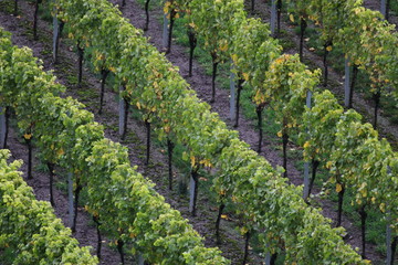 Herbst in den Weinbergen