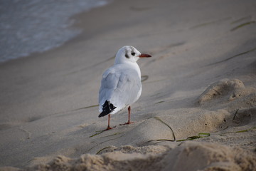 Herbst an der Ostsee