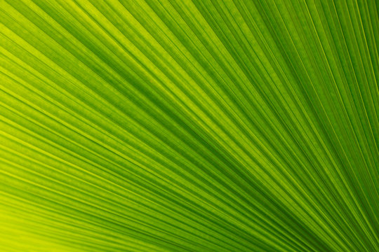 Soft focus  of lines abstract image of Green leaf of palm tree.The folds of a palm leaf creates a beautiful pattern.