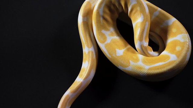 Video of albino royal phyton on dark texture