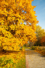 Fototapeta na wymiar Gold Autumn In Park. Trees Maple And Tiled Road.