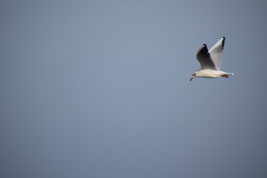 Hebst an derOstsee