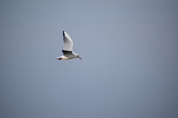 Hebst an derOstsee