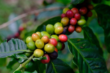 fresh coffee bean in the garden