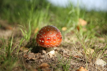 Amanita mushroom in the grass. not edible forest mushroom fly agaric in the background of nature