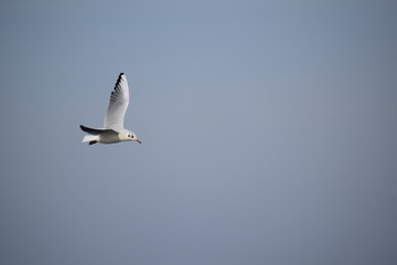 Hebst an derOstsee