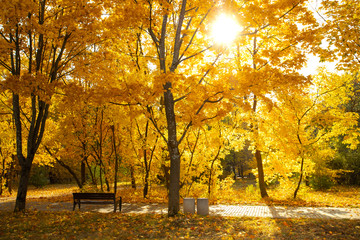 Golden Autumn In Park With Bench And Brightly Sun Shines Through Trees.