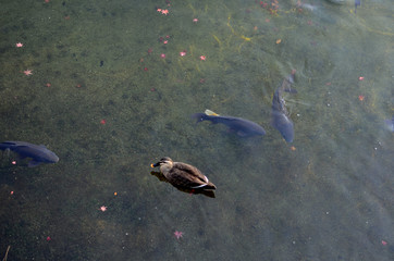 Goldfishes, Duck And Autumn Leaves In A Tradition Japanese Pond.	
