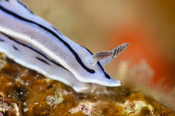 ミゾレウミウシ