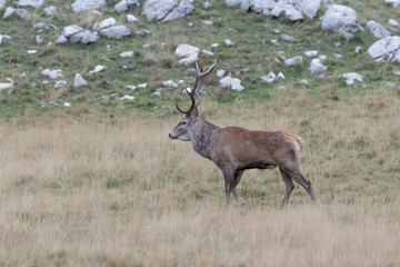 Naklejka na ściany i meble The majestic Red deer male (Cervus elaphus)