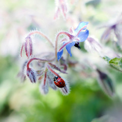 La coccinelle