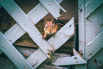Chipmunk looking through a broken fence