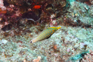 テングカワハギ