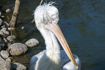 Dalmatian pelican is the most massive member of the pelican family