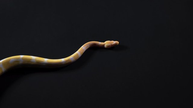 Albino royal python crawling from the left to right