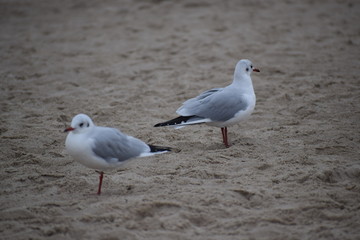 Herbst an der Ostsee