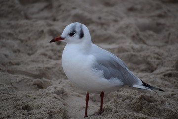 Fototapeta premium Herbst an der Ostsee