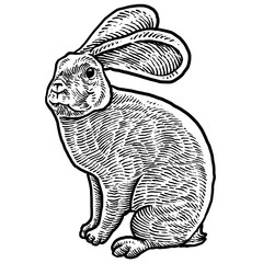 Rabbit engraving design art style