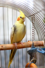 Parrot Corella in a cage.