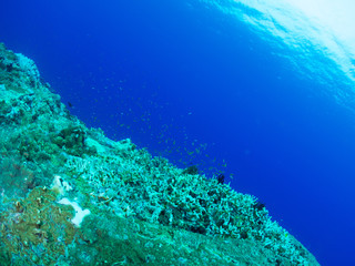 沖縄_慶良間諸島_スキューバダイビング
