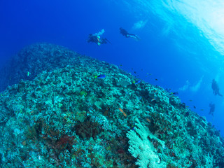 沖縄_慶良間諸島_スキューバダイビング