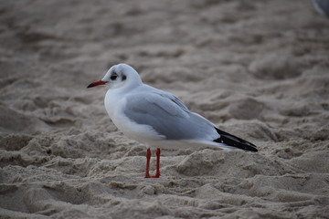 Herbst an der Ostsee