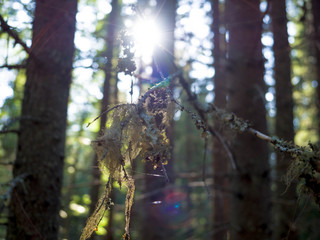 tree in the forest
