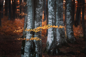 Autumn landscape of the beautiful, colorful forest