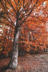 Obraz premium Autumn landscape of the beautiful, colorful forest