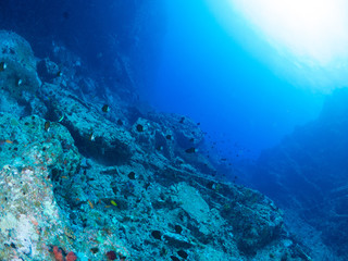 沖縄_慶良間諸島_スキューバダイビング