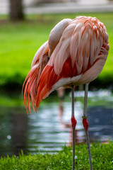 Fototapeta na wymiar American flamingo wading in a pond. Calgary Zoo, Calgary, Alberta, Canada