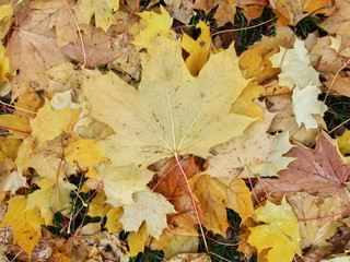 Ahornblaetter Herbstlaub im Regen auf dem Boden auf der Wiese im Gras