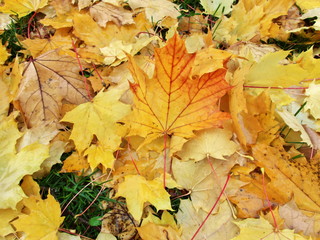 Ahornblaetter Herbstlaub im Regen auf dem Boden auf der Wiese im Gras