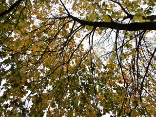 Herbstlaub am Ahornbaum im Regen von unten