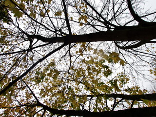 Herbstlaub am Ahornbaum im Regen von unten
