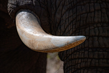 elephant ivory tusk close up in kruger park south africa