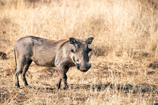 warthog in kruger park south africa