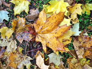 Ahornblaetter Herbstlaub im Regen auf dem Boden auf der Wiese im Gras