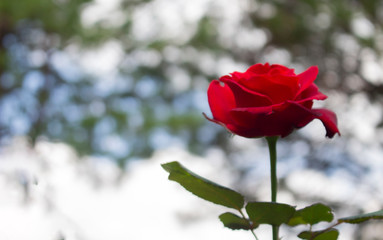 Obraz premium Red rose on bokeh background