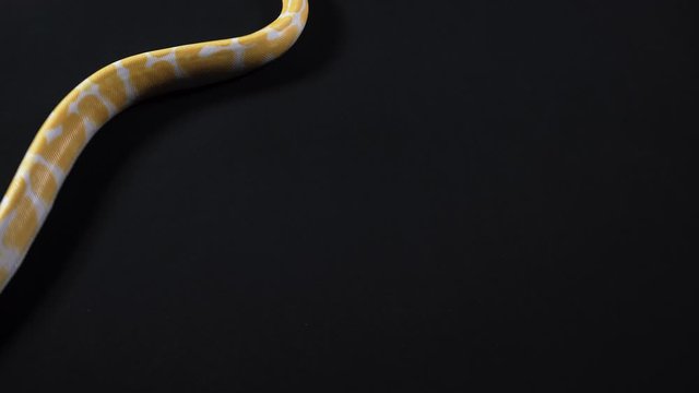 Albino ball python crawling from the left to right